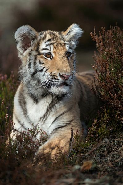 Koenigstiger * Panthera tigris tigirs*, Jungtier im Unterholz von wunderbare Erde
