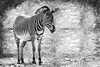Zebra (schwarz und weiß, Malerei)