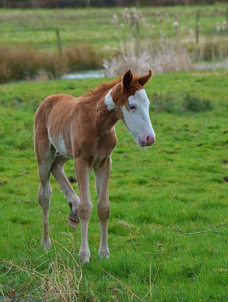 Net in de wereld by Hannie de Graaff