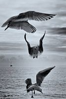 Trois en vol