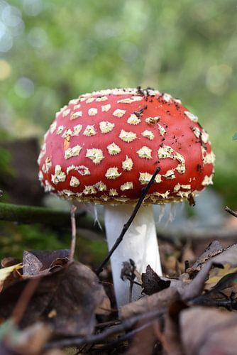 Paddenstoel rood met witte stippen, vliegenzwam 