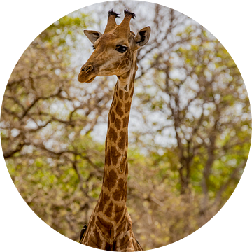 Giraffe in een nationaal park in Senegal van Laura V
