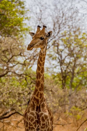 Giraffe in een nationaal park in Senegal