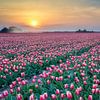 bloeiende rode tulpen tijdens de zonsondergang tijdens de lente van eric van der eijk