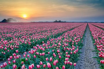 flowering red tulips during spring sunset by eric van der eijk