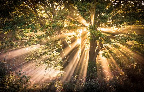 zonnestralen Sallandse heuvelrug