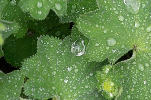 Raindrop
