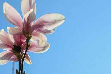 Magnolia baum im Frühlingssonne