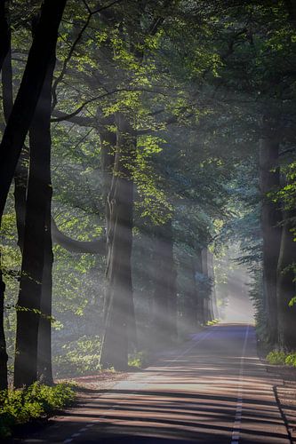 Het regent zonnestralen
