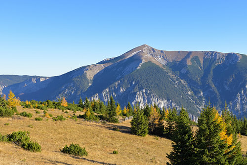 Autumnal landscape in the Alps with yellow larch trees against a blue sky