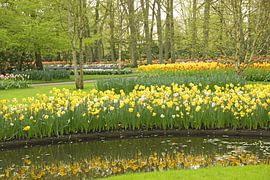 Keukenhof in full bloom
