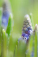 Macro blauwe druifjes