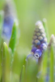 Macro blauwe druifjes van Jeroen Mondria
