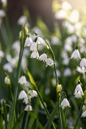 Summer Snowflake white flowers