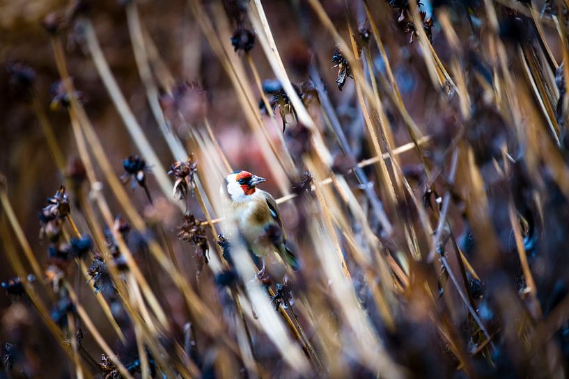 Putter by Liefs van Peet