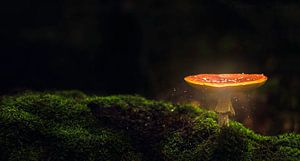 paddenstoel van Christophe Van walleghem
