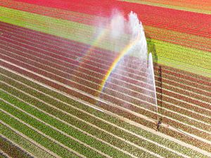 Tulpen auf einem mit einem landwirtschaftlichen Sprinkler besprühten Feld