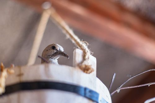 Duif met  nest in houten emmer
