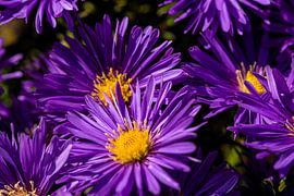 Lila Blumen im Vollbildmodus.