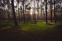 Forest walk in the coniferous forest