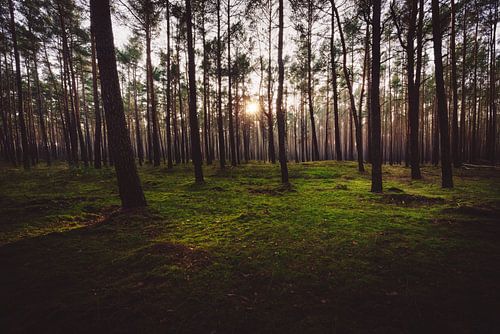 Boswandeling in het naaldbos