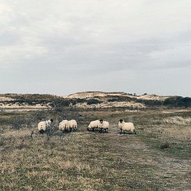 Schapen in het duin van Robbert Frie