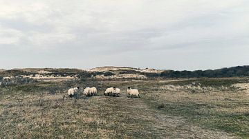 Sheep in the dunes by Robbert Frie
