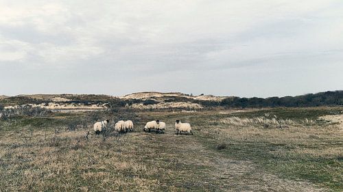 Sheep in the dunes