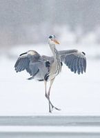 Dansende Reiger