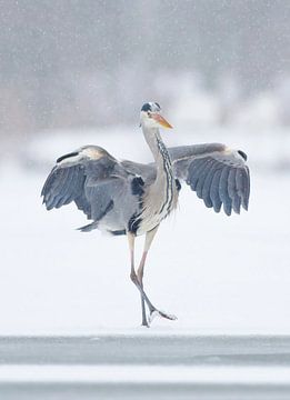 Dancing Heron by Remco Van Daalen