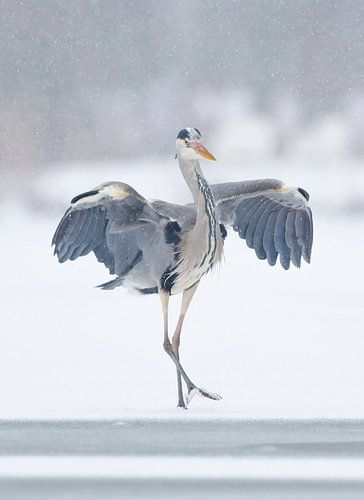 Dancing Heron