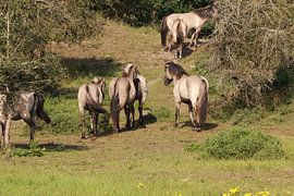 Da gehen die Pferde von Wendy Hilberath