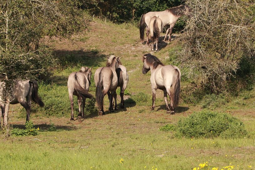 Daar gaan de paarden van Wendy Hilberath