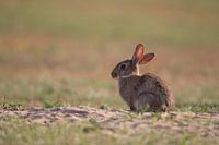 Dunk rabbit in the evening sun
