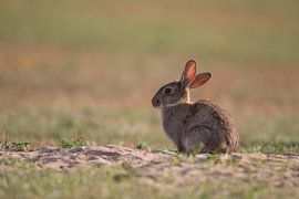 Lapin trempé au soleil du soir sur Mathijs De Koning