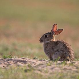 Eingetauchtes Kaninchen in der Abendsonne von Mathijs De Koning