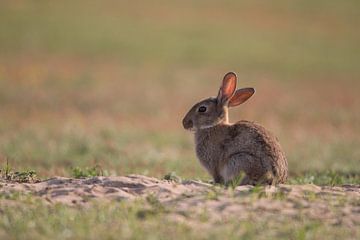 Eingetauchtes Kaninchen in der Abendsonne von Mathijs De Koning