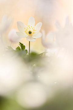 Wood anemones cozy together by Bob Daalder