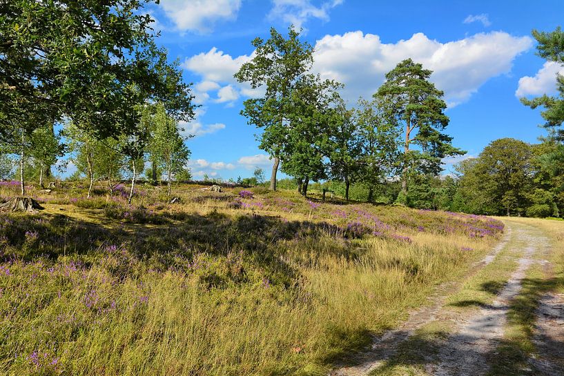 In de Lüneburger Heide van Gisela Scheffbuch