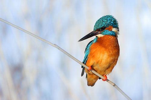 IJsvogel in de Wintersneeuw