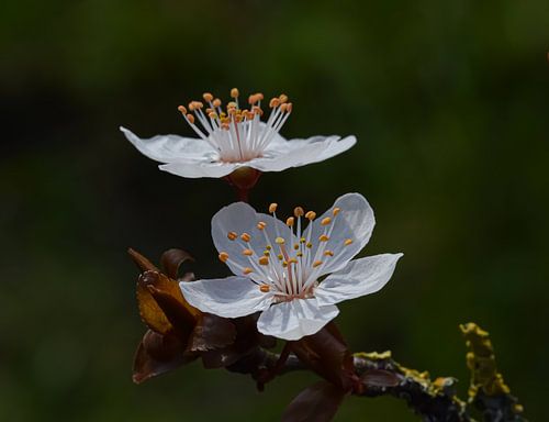 Blüte