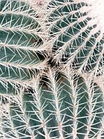 Botanic Love