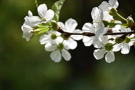 A flowering apple tree in the garden by Claude Laprise