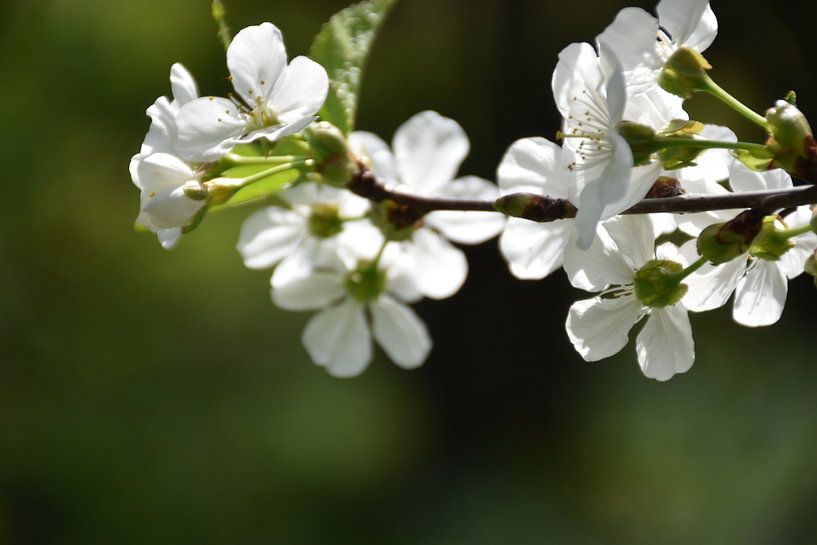 Ein blühender Apfelbaum im Garten von Claude Laprise
