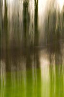 trees in the water_02