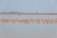 Flamingo's in NP Amboseli (Kenia)