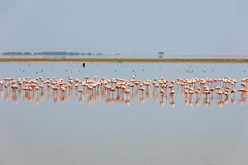 Flamingo's in NP Amboseli (Kenia) van Jack's Eye