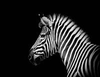 De zebra, een kunstwerk van nature