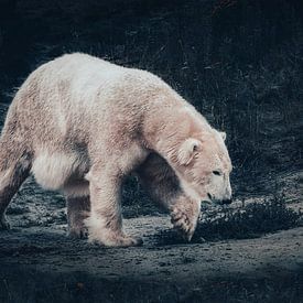 Polar Bear In the Spotlight Fine Art by Fotojeanique .