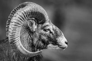 Seitenportrait eines Mufflon-Bock